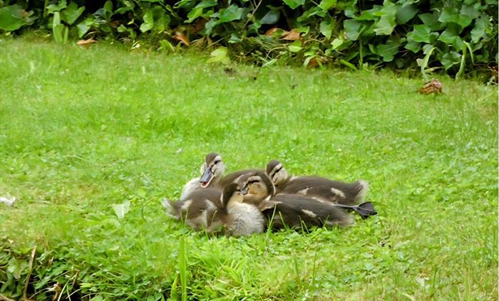 A view of the canal side Ducks huddling together.